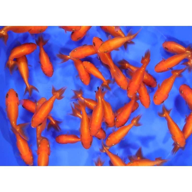 Red Ranchu Goldfish SM - Image 5