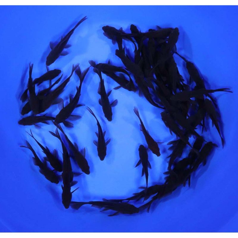 Black Comet Goldfish 3-4" - Image 2