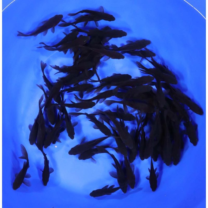 Black Comet Goldfish 3-4" - Image 3