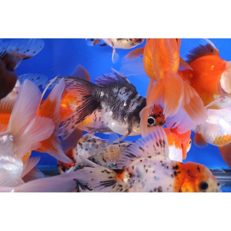 Mixed Premium Oranda Goldfish LG - Image 7