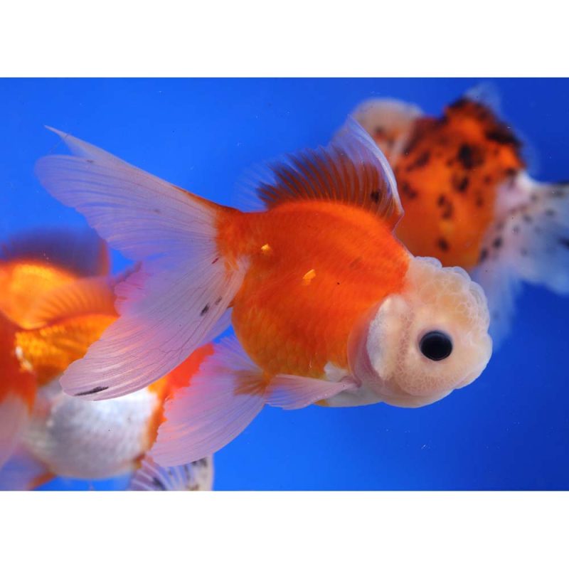 Mixed Premium Oranda Goldfish LG - Image 8