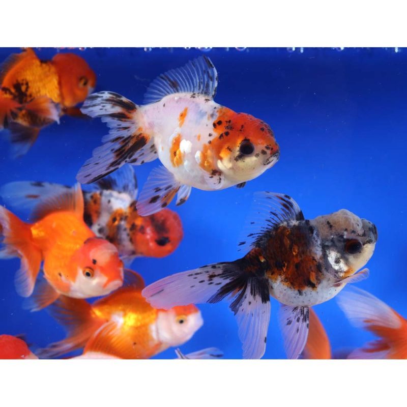 Mixed Premium Oranda Goldfish LG