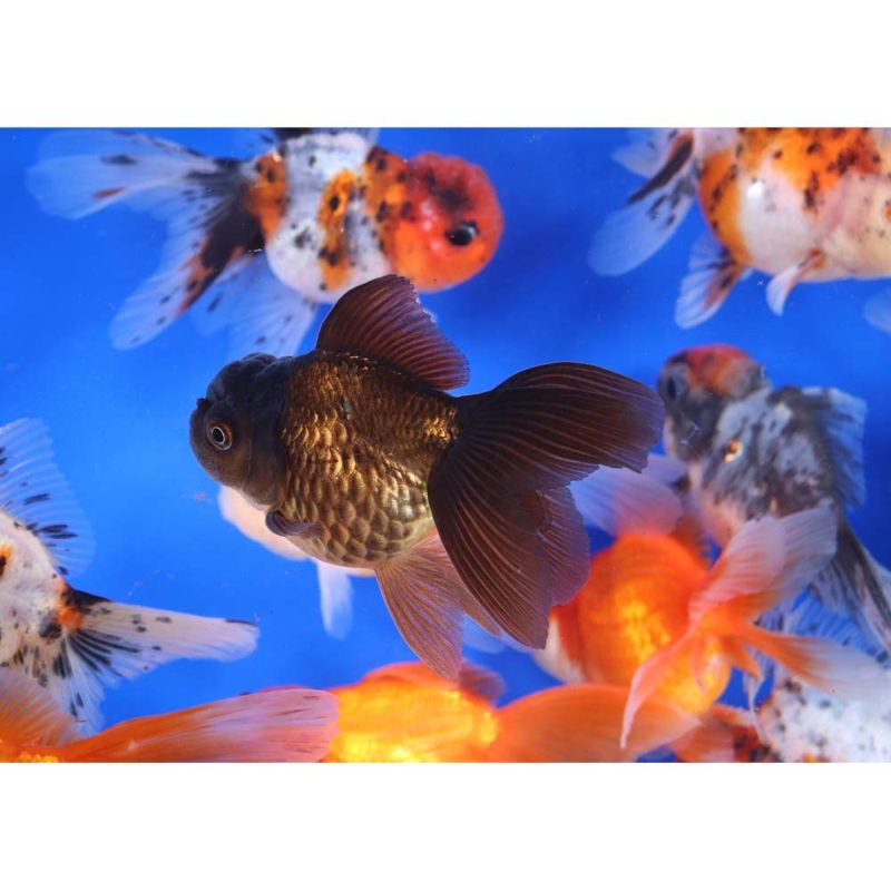 Mixed Premium Oranda Goldfish LG - Image 9