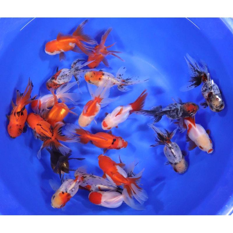 Mixed Premium Oranda Goldfish LG - Image 10