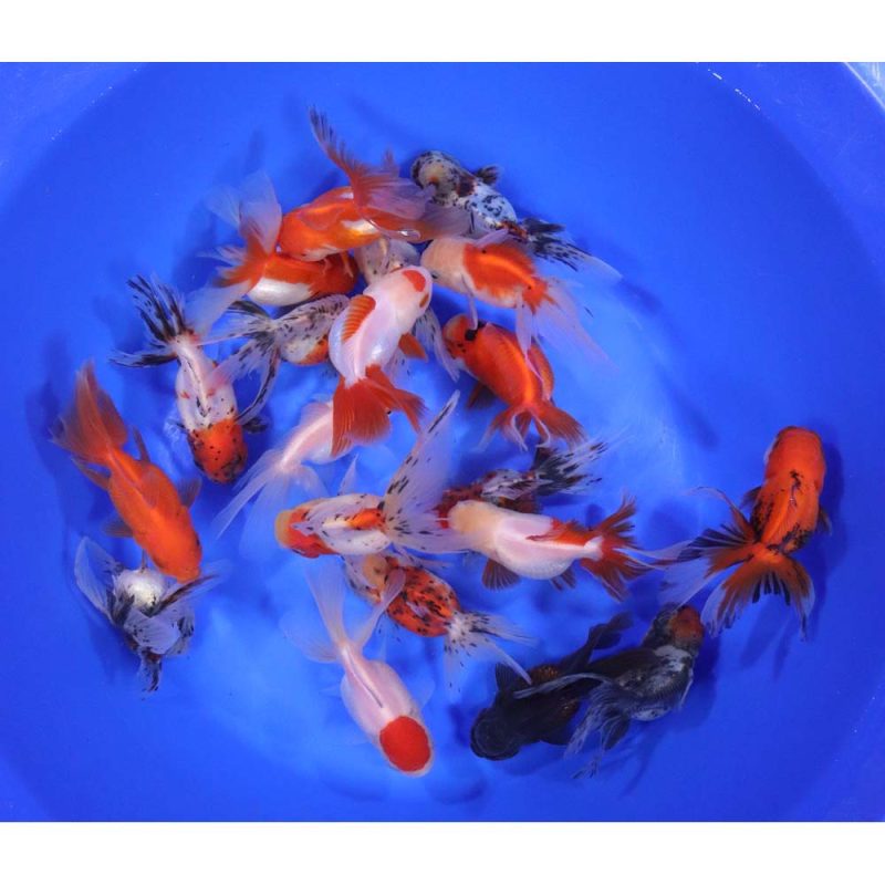 Mixed Premium Oranda Goldfish LG - Image 12