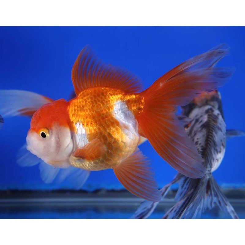 Mixed Premium Oranda Goldfish LG - Image 2