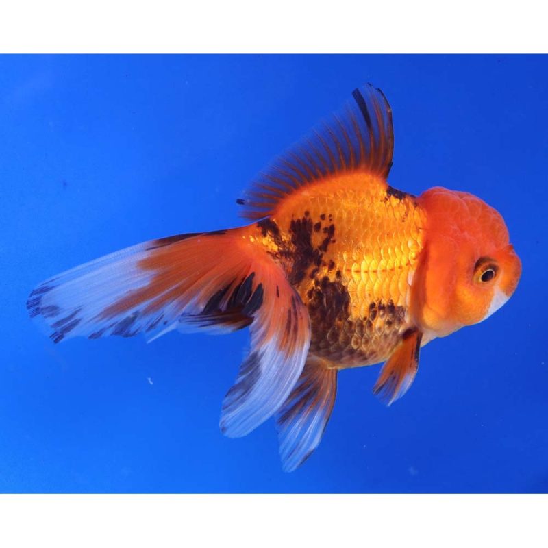 Mixed Premium Oranda Goldfish LG - Image 3