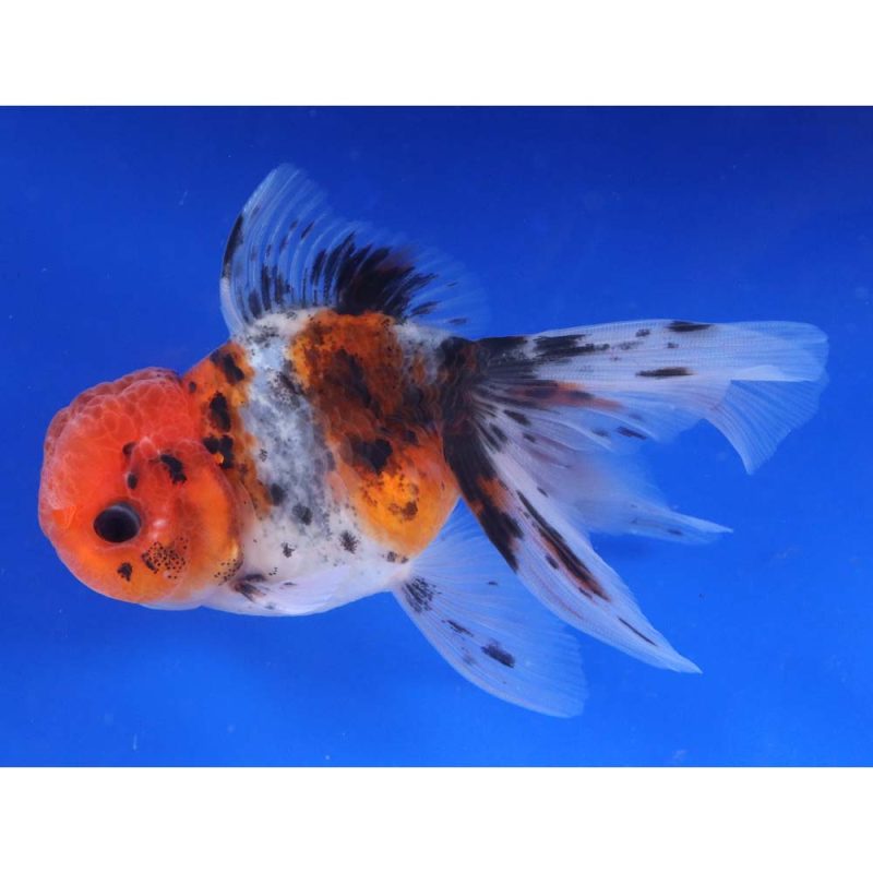 Mixed Premium Oranda Goldfish LG - Image 4