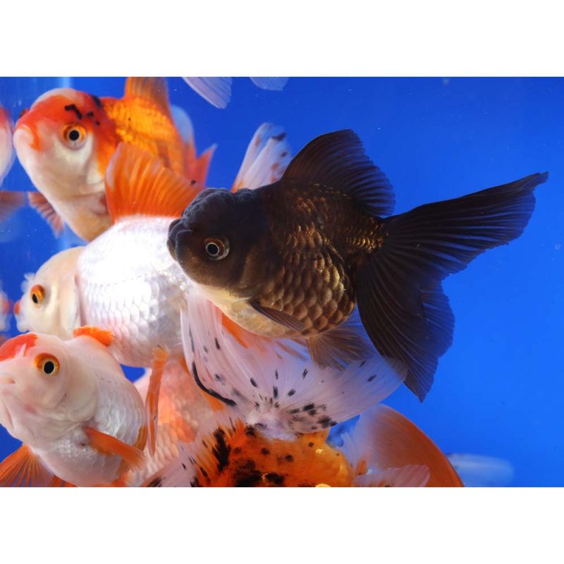 Mixed Premium Oranda Goldfish LG - Image 5