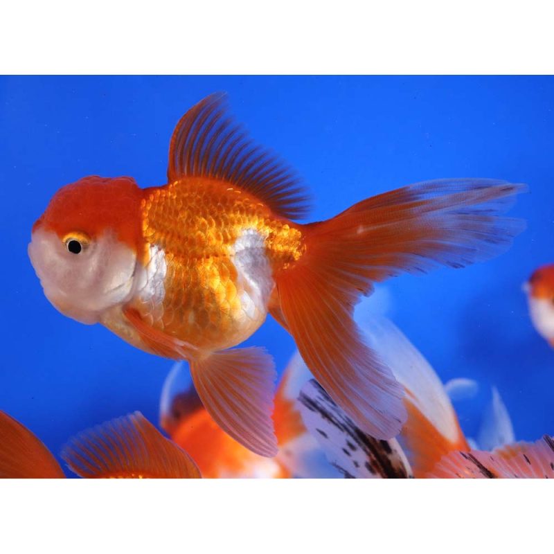 Mixed Premium Oranda Goldfish LG - Image 6