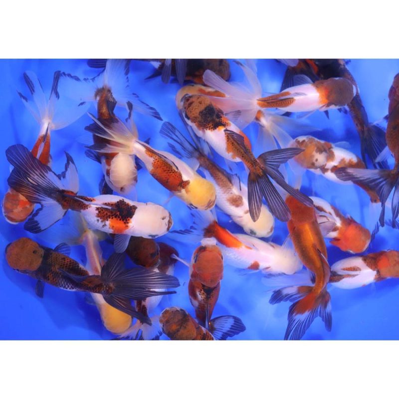 Tri Color/Panda Oranda Goldfish LG - Image 2