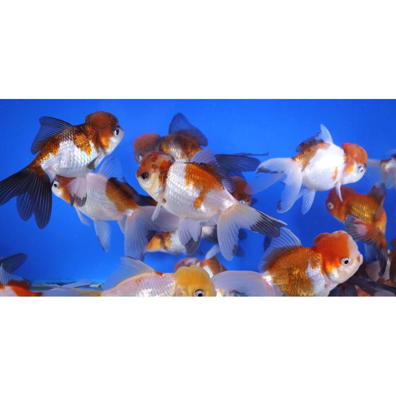 Tri Color/Panda Oranda Goldfish LG