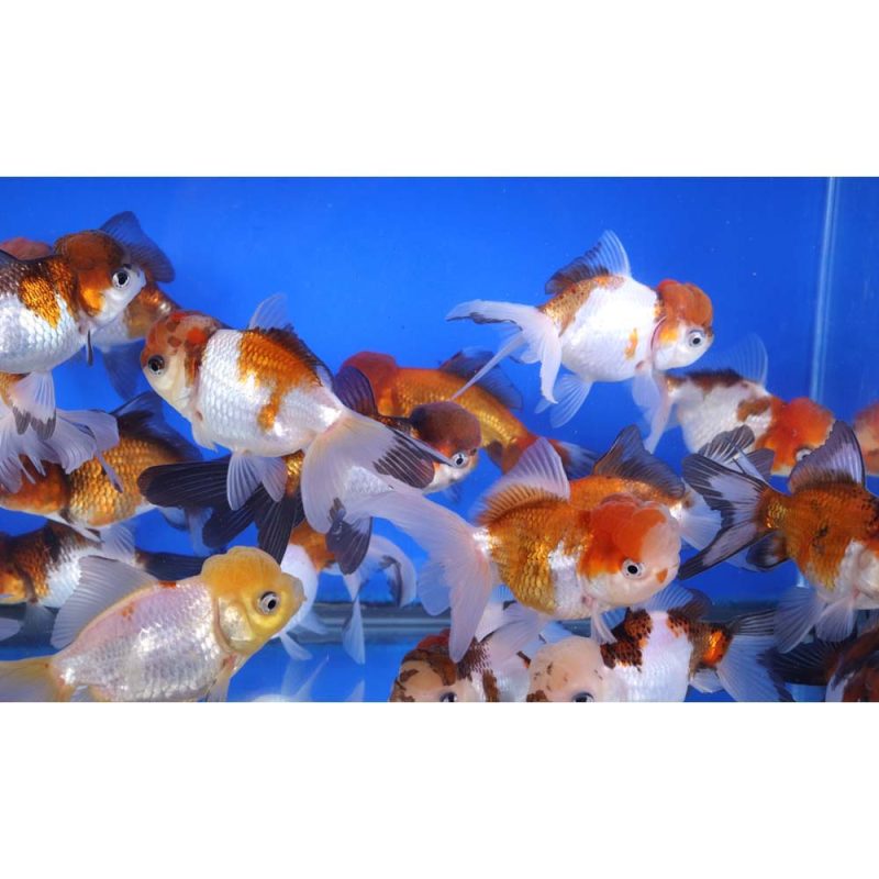 Tri Color/Panda Oranda Goldfish LG - Image 4