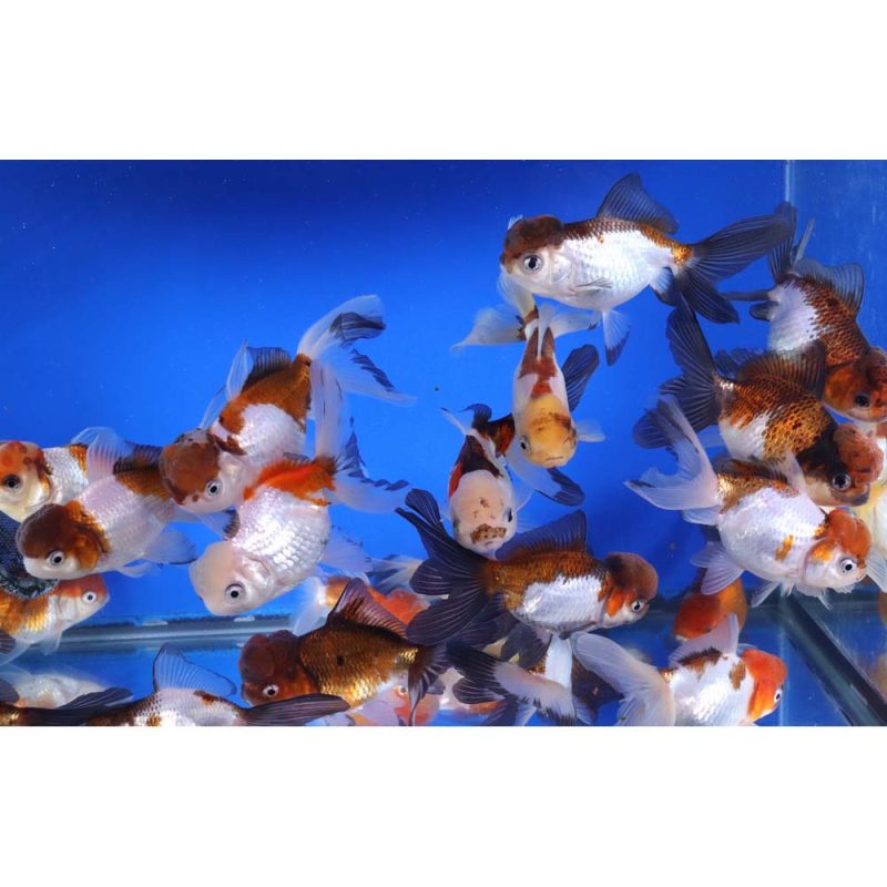 Tri Color/Panda Oranda Goldfish LG - Image 3