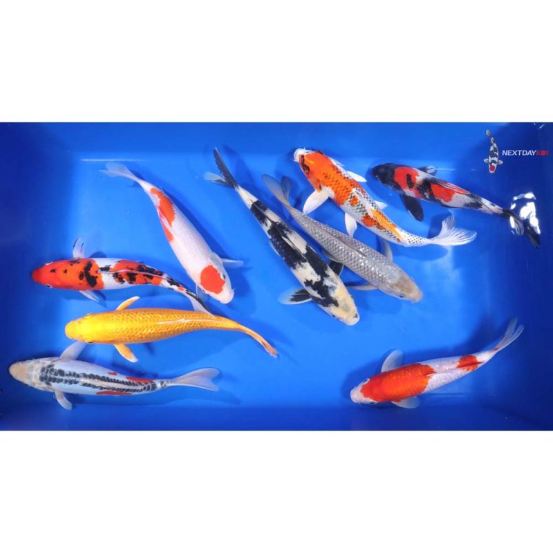 Premium Koi 10-12"