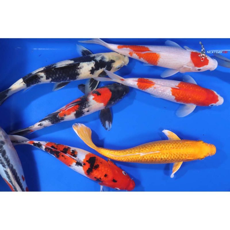 Premium Koi 10-12" - Image 2