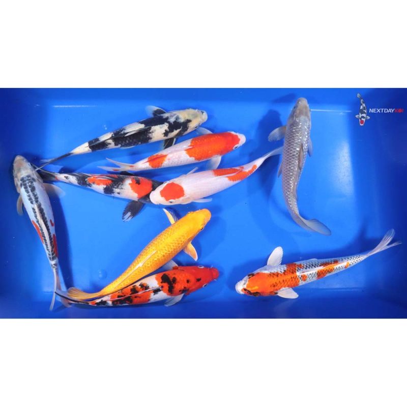 Premium Koi 10-12" - Image 3