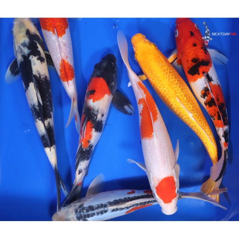 Premium Koi 10-12" - Image 4