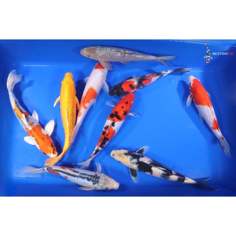 Premium Koi 10-12" - Image 6