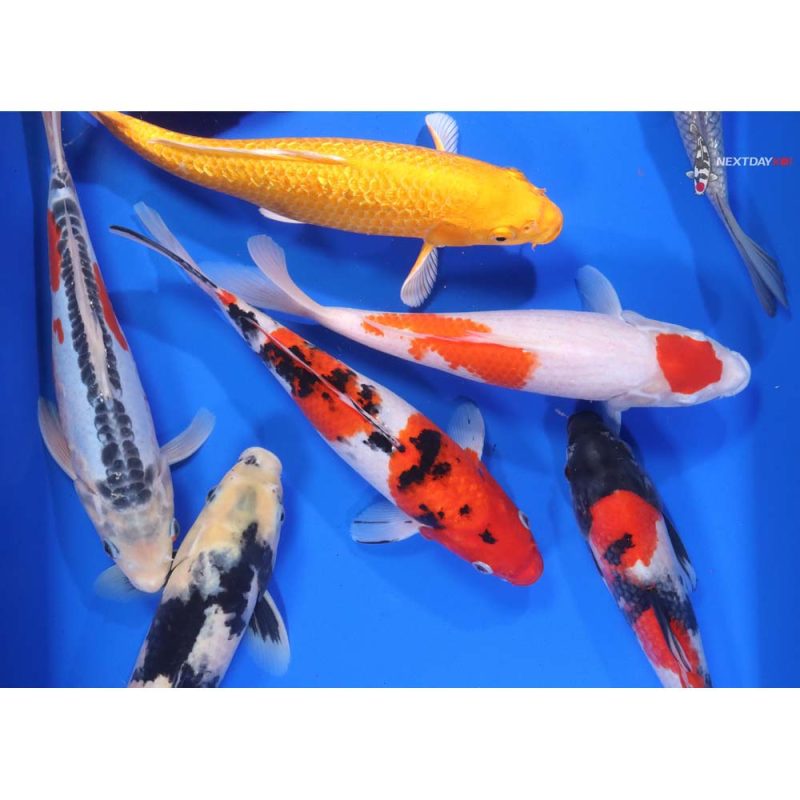 Premium Koi 10-12" - Image 7