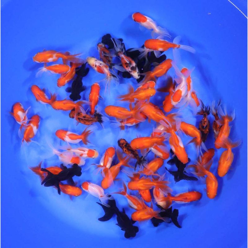 Mixed Premium Fantail Goldfish SM