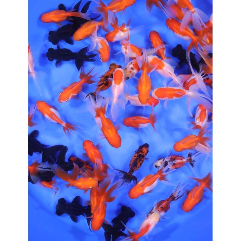 Mixed Premium Fantail Goldfish SM - Image 3