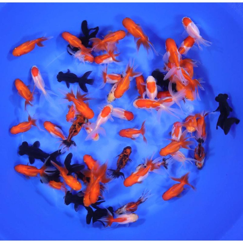 Mixed Premium Fantail Goldfish SM - Image 4