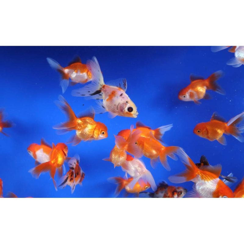 Mixed Premium Fantail Goldfish SM - Image 5