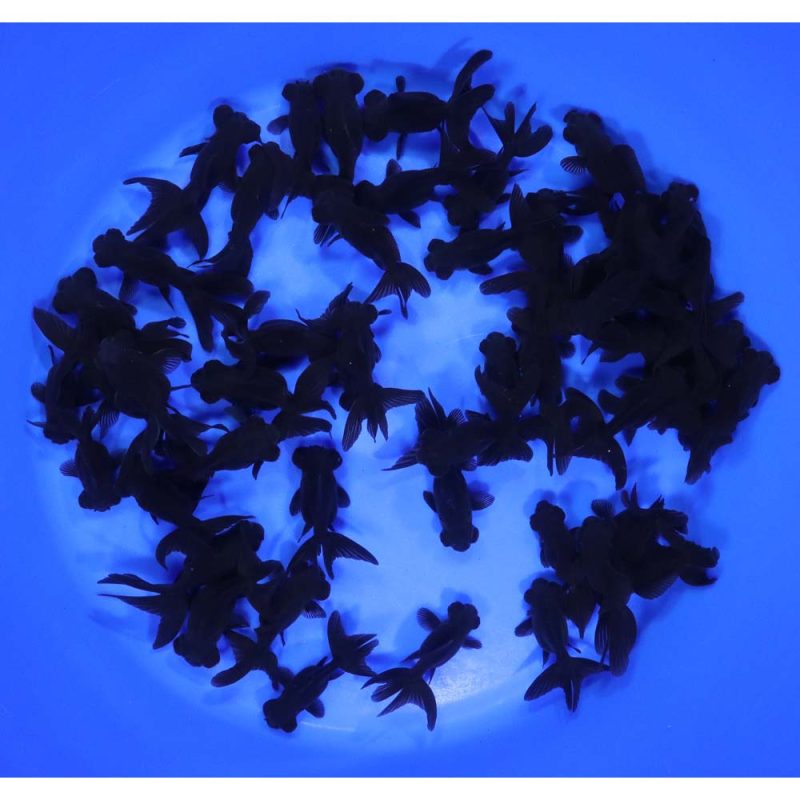 Black Moor Goldfish SM