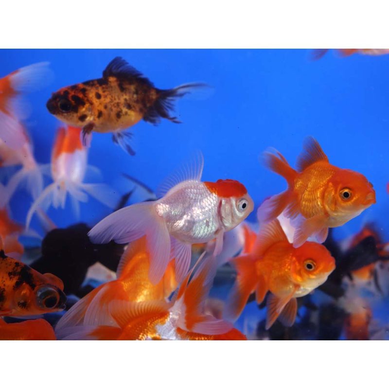 Mixed Premium Fantail Goldfish SM - Image 6