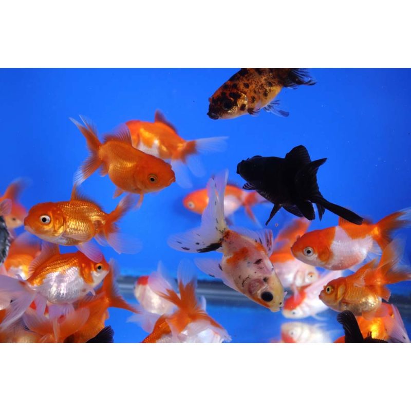 Mixed Premium Fantail Goldfish SM - Image 7