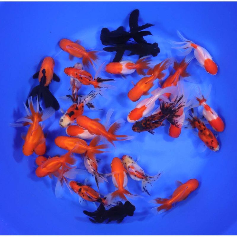 Mixed Premium Fantail Goldfish MD