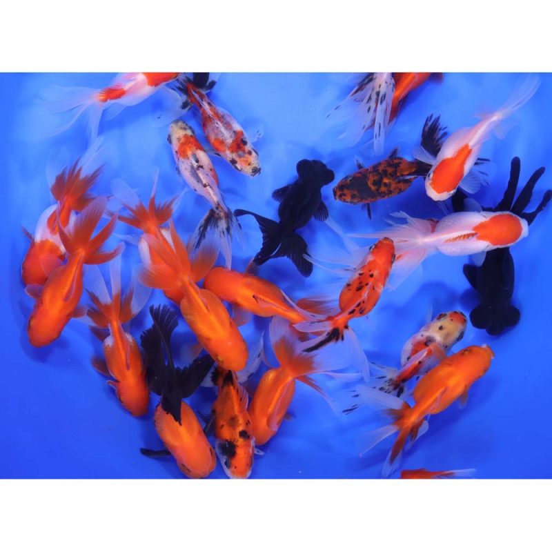 Mixed Premium Fantail Goldfish MD - Image 2