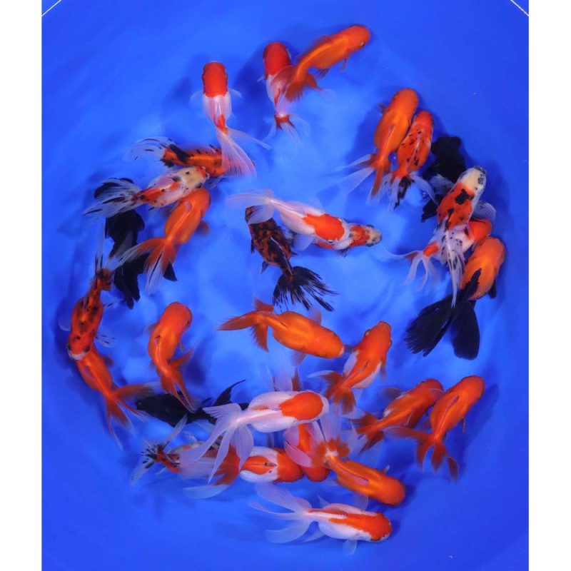 Mixed Premium Fantail Goldfish MD - Image 3