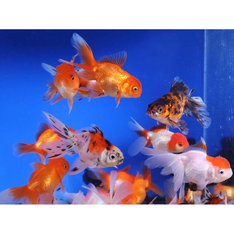 Mixed Premium Fantail Goldfish MD - Image 4