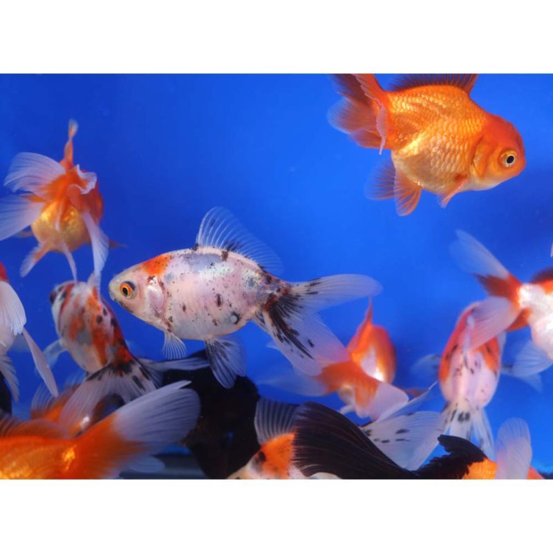 Mixed Premium Fantail Goldfish MD - Image 5