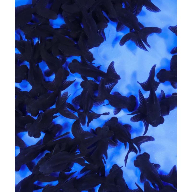 Black Moor Goldfish SM - Image 3