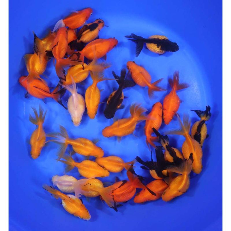 Mixed Pearlscale Goldfish MD - Image 3