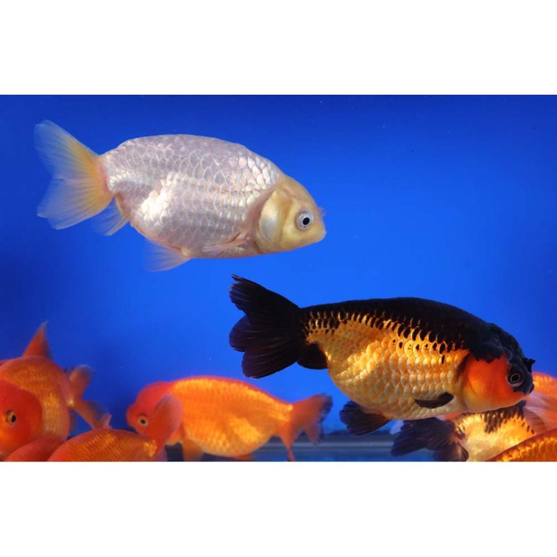 Mixed Ranchu Goldfish XL