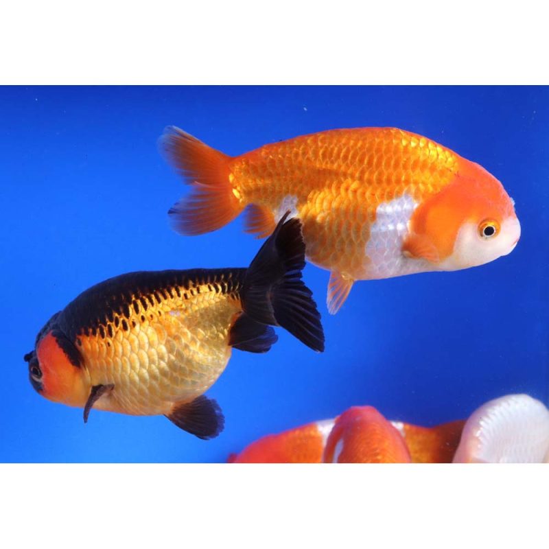 Mixed Ranchu Goldfish XL - Image 2