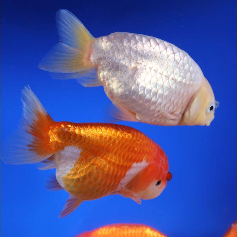 Mixed Ranchu Goldfish XL - Image 3