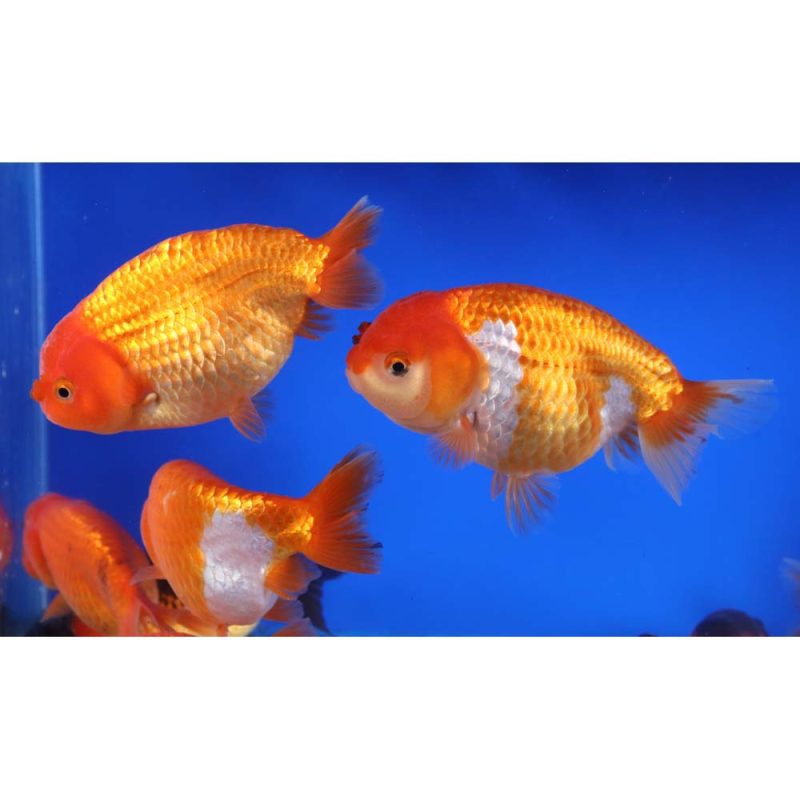 Mixed Ranchu Goldfish XL - Image 4