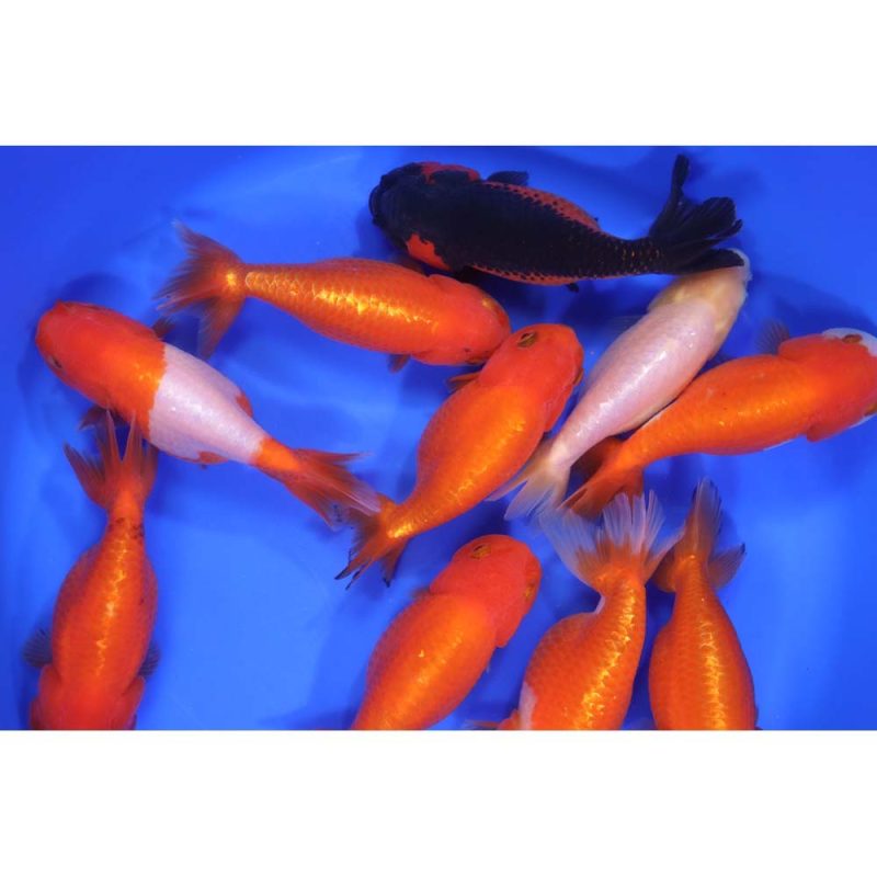 Mixed Ranchu Goldfish XL - Image 5