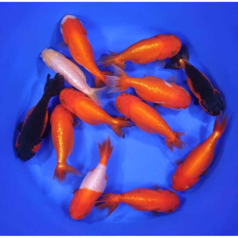 Mixed Ranchu Goldfish XL - Image 6