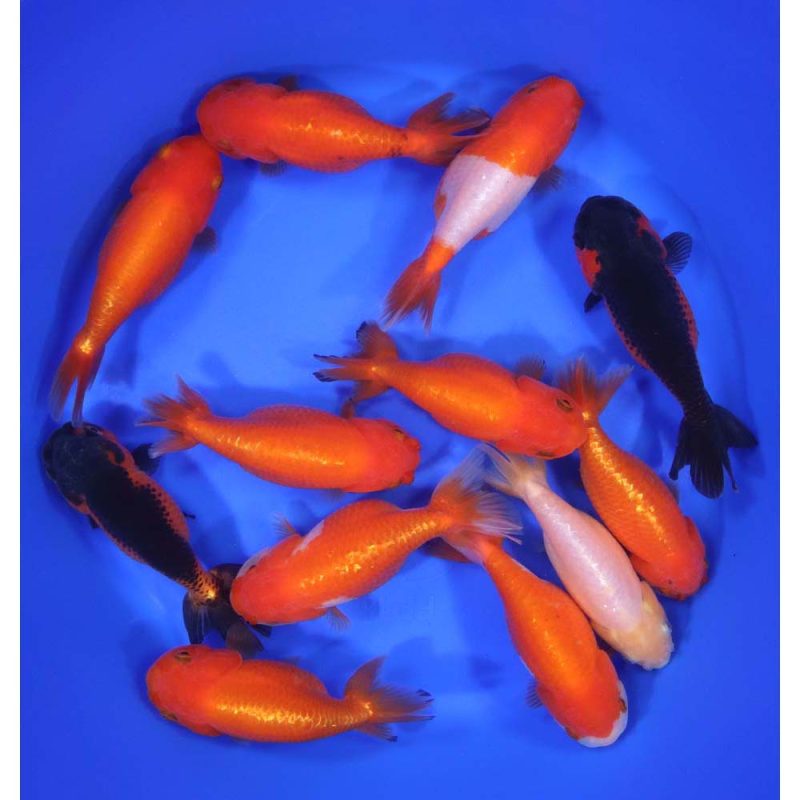 Mixed Ranchu Goldfish XL - Image 7