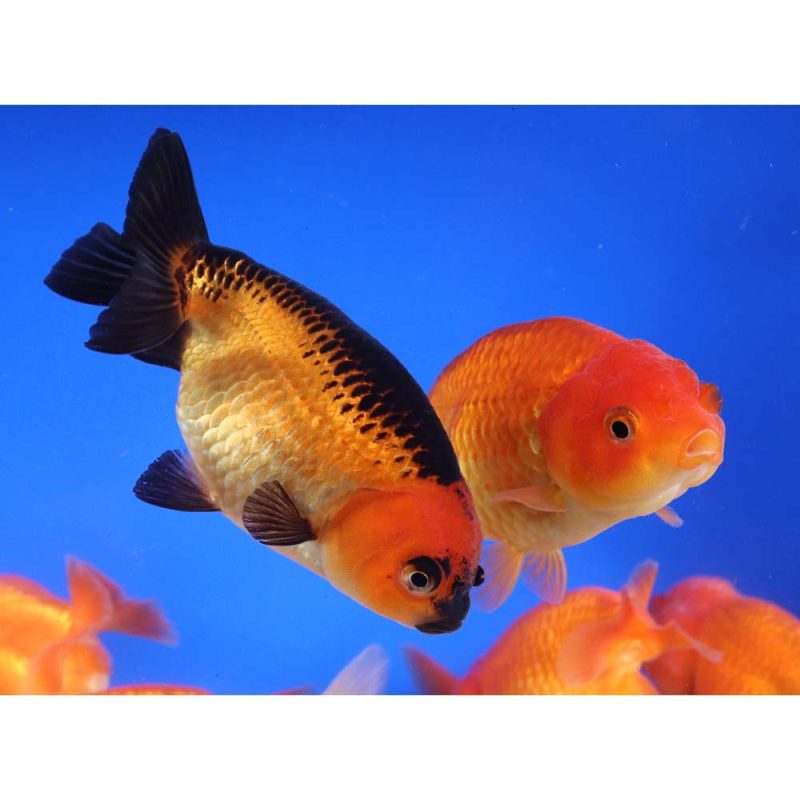 Mixed Ranchu Goldfish LG - Image 2