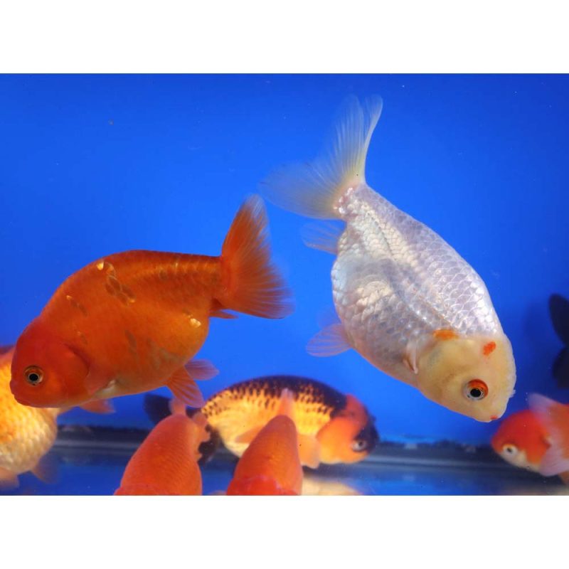 Mixed Ranchu Goldfish LG - Image 3