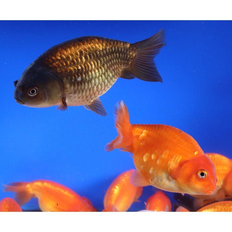 Mixed Ranchu Goldfish LG - Image 4