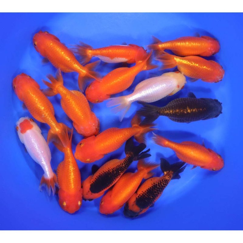 Mixed Ranchu Goldfish LG - Image 5