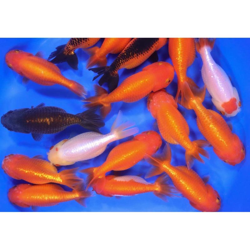 Mixed Ranchu Goldfish LG - Image 6